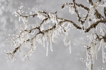 Frosty lichen-covered trees