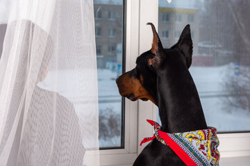 Elegant black Doberman Pinscher dog in a red bandana sits by the window and looks outside.