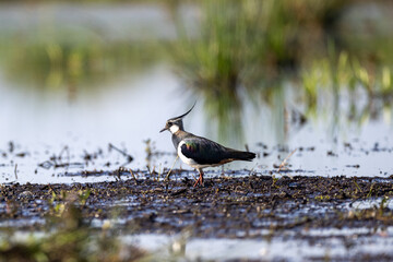 Northern lapwing