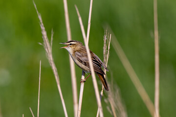 Fototapeta premium Sedge warbler singing in the reeds