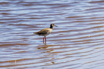 Common redshank in the water