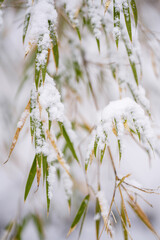 Bamboo, Bashania qingchengshanensis, Jiajinshan National Forest Park, Sichuan, China
