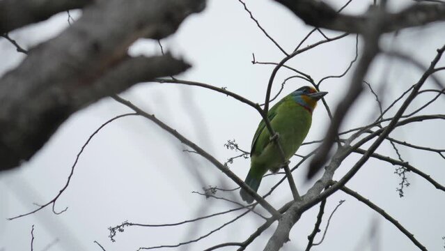 Pearched Taiwan Barbet Bird, Low Angle View, Birding in Taiwan