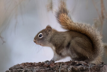 Profile of a red squirrel
