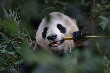 Giant Panda