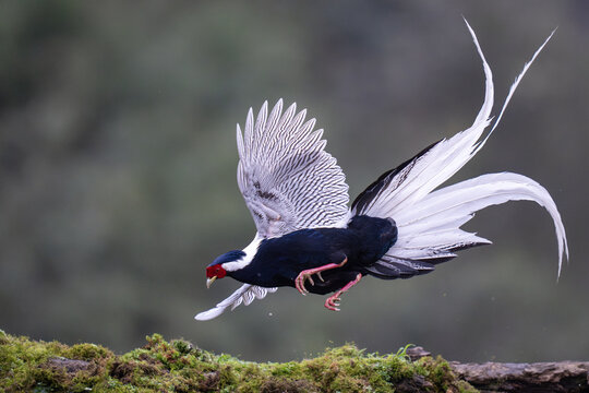 Silver pheasant on the ground