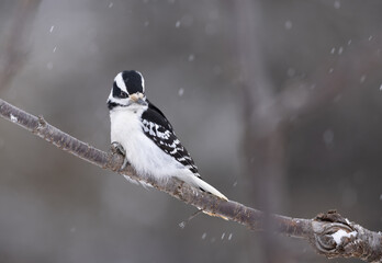 A downy woodpecker on a branch in winter