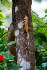 Fototapeta premium Chameleon