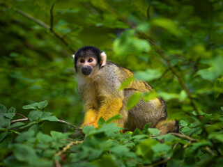Photo of animal squirrel monkey - Saimiri oerstedii in tree