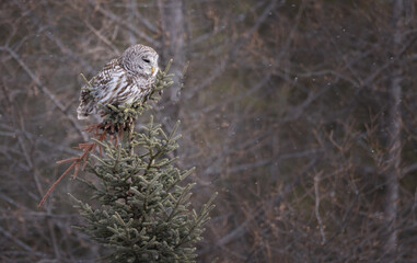 A barred owl atop a coniferous tree