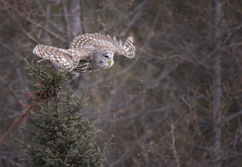 A barred owl in flight