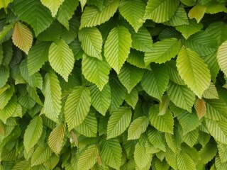 texture of green leaves. Photo of green bushes