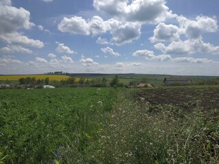Fototapeta premium Ukraine. rural landscape. Nature, sky and field