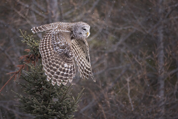 A barred owl flying its wings down