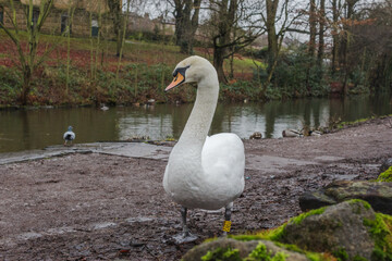 A close up of a swan makes its way along the towpath of the Leeds and Liverpool Canal hoping to find some food left behind by visitors to the model village of Saltaire in West Yorkshire
