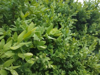 photo texture of green leaf background