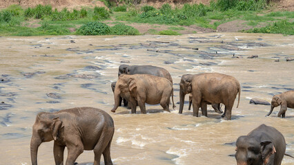 Elephant Bathing in a Sri Lankan River