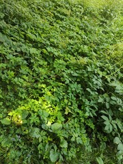 Fototapeta premium photo texture of green leaf background