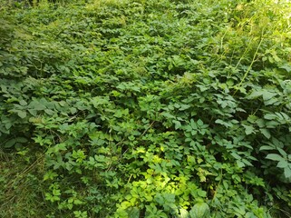 photo texture of green leaf background