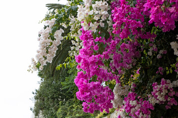 Closeup of a Bicolor Paperflower (Bougainvillea Glabra) Plant with Pink and White Bracts - Species of Nyctaginaceae Family and Caryophyllales.