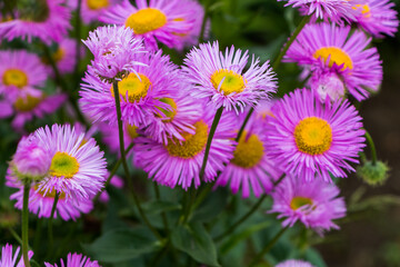 purple flowers of the small-petalled hybrid aster with a yellow center close-up