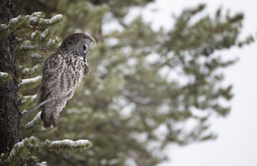 Great gray owl peering out from a tree