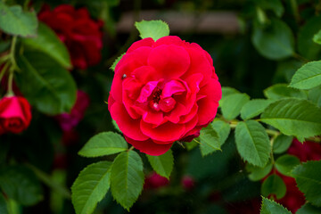 bush of bright red roses close-up after the rain, natural plant background