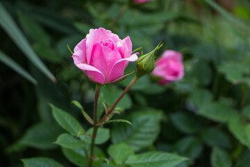 pink rose flower close up, natural plant background