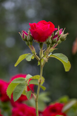 Fototapeta premium bush of bright red roses close-up after the rain, natural plant background