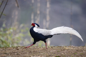 Silver pheasant on the ground