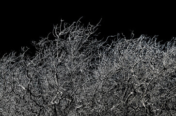 Leave-less tree branches black and white graphic background