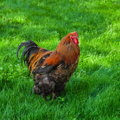 Colorful rooster standing on a grass