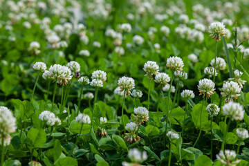 The flowers and leaves of clover white or creeping (Trifolium repens). There are valuable animal feed, good honey plant, used in landscape design