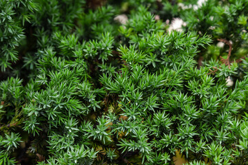 Green branch of juniper close up. Evergreen coniferous shrub juniperus. Beautiful nature background. Selective focus.