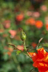 Roses die from aphid pests. Aphids on flowers.