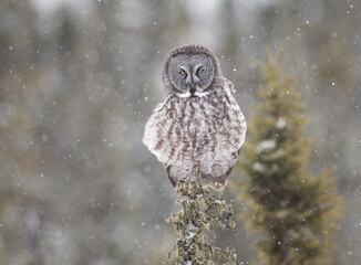 Great gray owl atop a coniferous tree