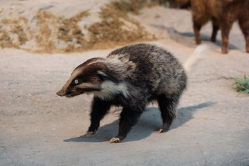 Close-up of a specimen of a dead wild Asian badger