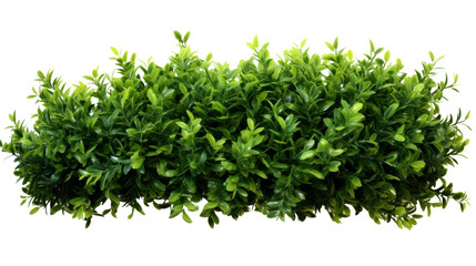 Obraz premium A lush green bush with dense foliage, perfect for landscaping, garden decoration, and natural outdoor scenery. transparent background.