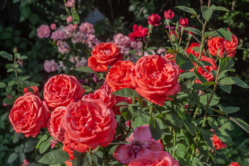 red orange roses in the garden