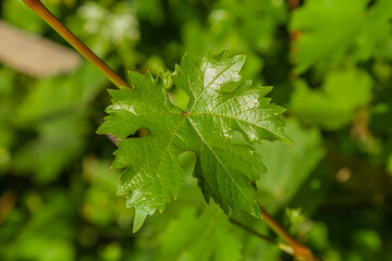 Close-up view of the fresh foliage of a wine plant in spring