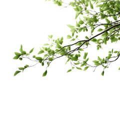 Green leaves on a branch with a clear black background, depicting nature and botanical beauty. Perfect for eco-themed projects or backgrounds. transparent background.