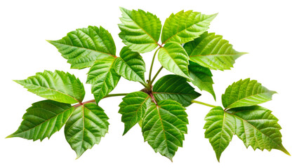 Leaves Poison Ivy Plant isolated on transparent background
