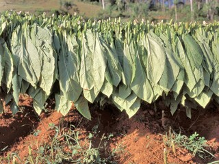 Drying Tobacco plant leaves in the field