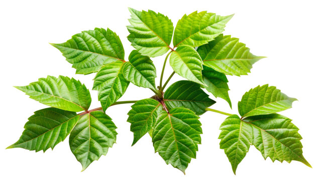 Leaves Poison Ivy Plant isolated on transparent background