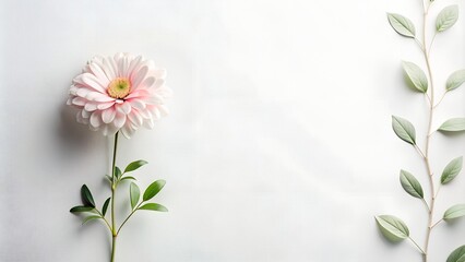 Naklejka premium Single aster with leaves on light background, minimalism