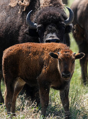 American Bison - Colorado