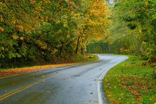 Curved wet road among the leaning trees in the autumn misty forest in Washington State. - Powered by Adobe