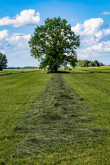 Tartu, Estonia A wheat crop in an agricultural landscape near Tartu.