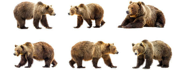 Fototapeta premium A bear isolated on white transparent background, PNG File. Perfect for clipart