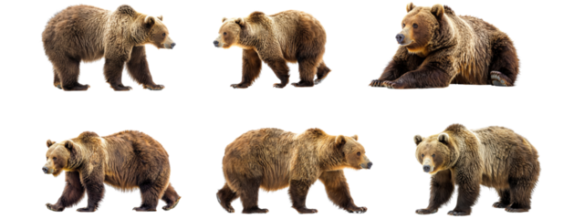 A bear isolated on white transparent background, PNG File. Perfect for clipart